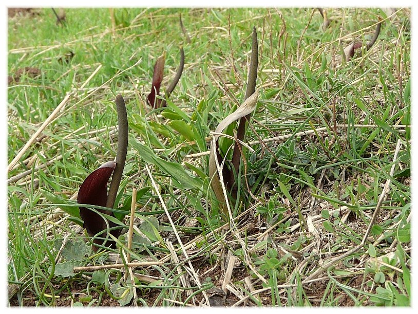 Sternbergia lutea(Cyclamen hederifolium, Biarum tenuifolium)